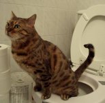 Cat-Urine.jpg Cat-Urine.jpg