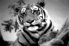 tiger.png tiger.png